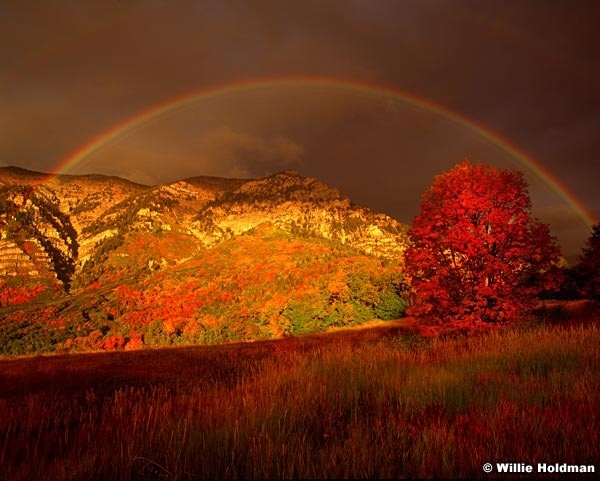 Cascade Rainbow Maple