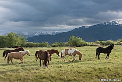 Heber North Fields Horse 051716 2