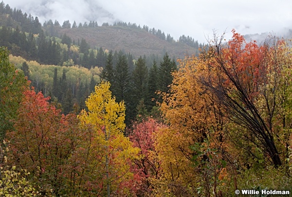 Colors Fall Loop 092512 34