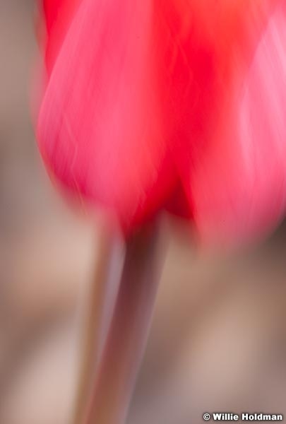 abstractflowers051911 9