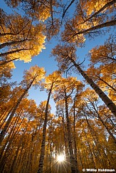 Yellow Aspens Sunburst 092724 092724