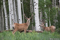 Two Mule Deer 063019 7696 3