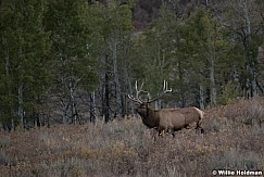 6 Point Elk 093020 1672 3