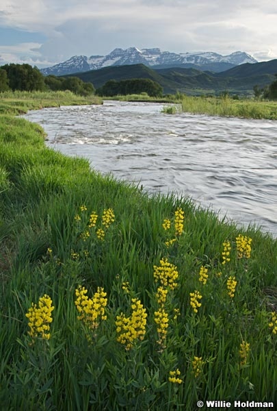 provoriverflowersF052609 24720