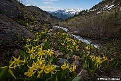 Glacier Lillies AF Canyon 060117 2437 21