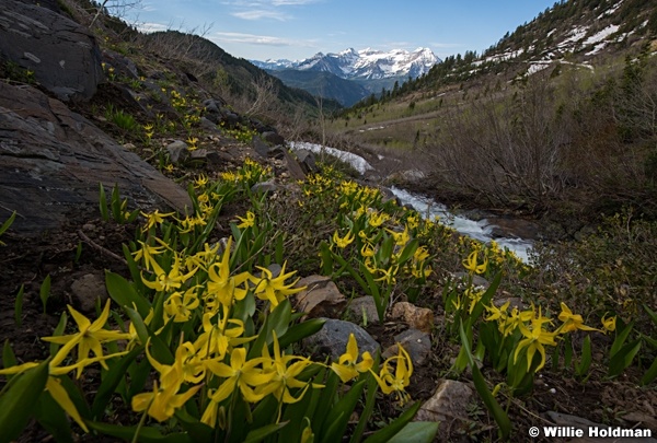 Glacier Lillies AF Canyon 060117 2437 21