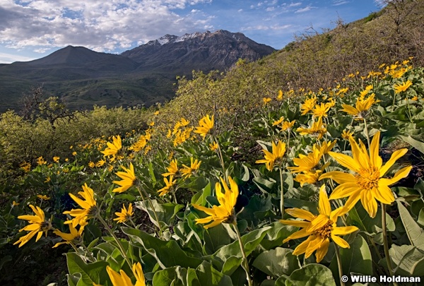 Balsm Root Sunflower Timp final 050918 9547