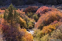 Colorful Foilage Gunnison 101613 2404 2