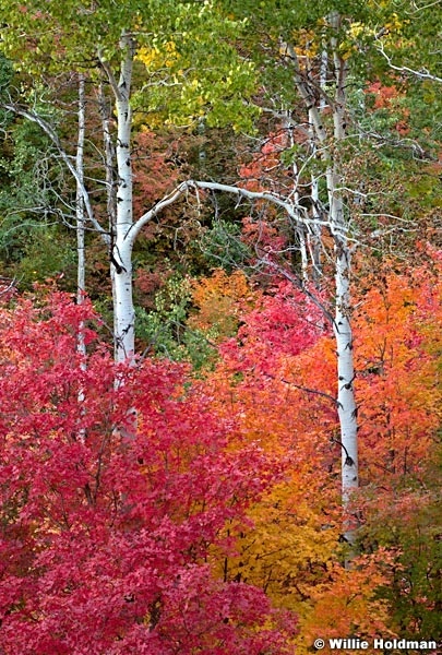Maple Aspens Maple 092611 83