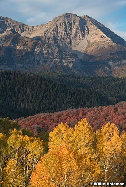 Timpanogos orange aspens maples 100221 8200