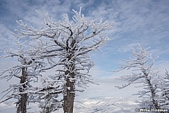 Frosty Pines Snowbasin 011217 0478