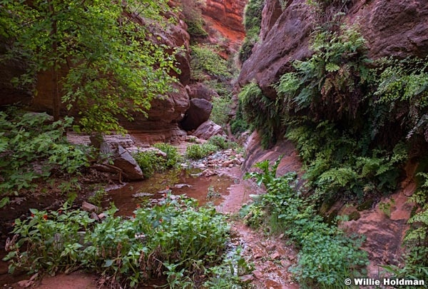 Saddle Canyon Flowers 040815 4202