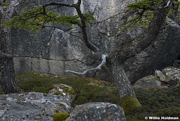 Tree against rock 031516 6989