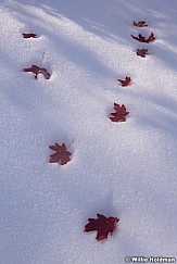 Red Maple Leaves Snow 101218 0583 4