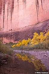 Desert Bighorn Capitol Reef 102719 1317