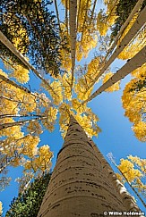 Heavenly Aspens 101023 0725 41