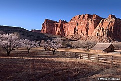 Capitol Reef Blossoms 031414 0108