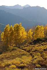 Goldenaspensbigcottonwood092708 8893