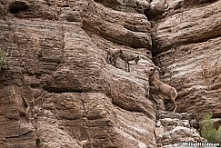 Desert BigHorn Grand Canyon 042417 7293