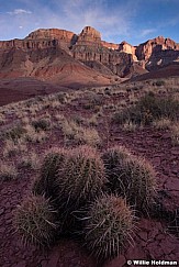 Grand Canyon Cacti 040514 3468