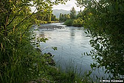 Provo River Green Willows 072024 9580 2
