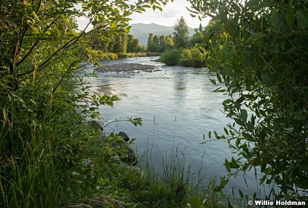 Provo River Green Willows 072024 9580 2