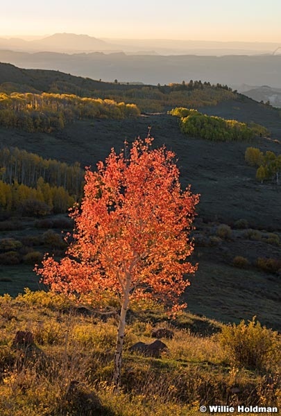 Red Lone Aspen 101322 2534