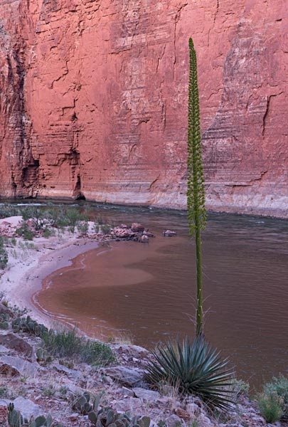 Yuca Colorado GrandCanyon 040715 3768