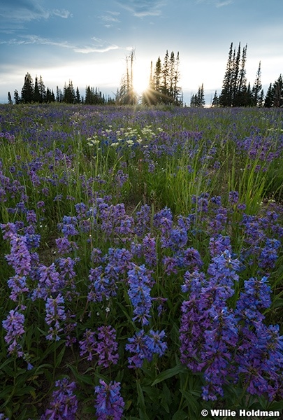 Beards Tongue Wildflowers Sunburst F072623 1940 2