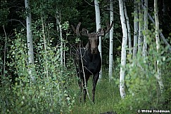 Moose Aspen Gove 082016 0892 3