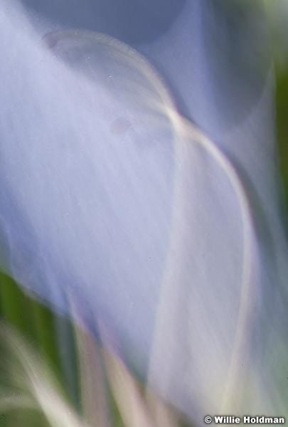 Columbineabstract062710 1691