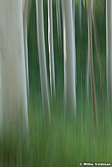 Impressions Aspens 072712 785