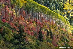 4 Pines Fairview Autumn 092325 7141