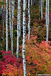 Aspen Tree fall 092611 214