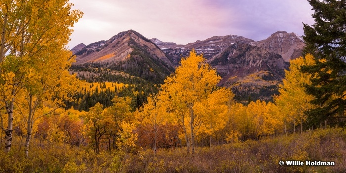 Timpanogos Autumn Yellows 101414