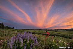 Mountain Wildflowers Sunset 071017 1315 2 21