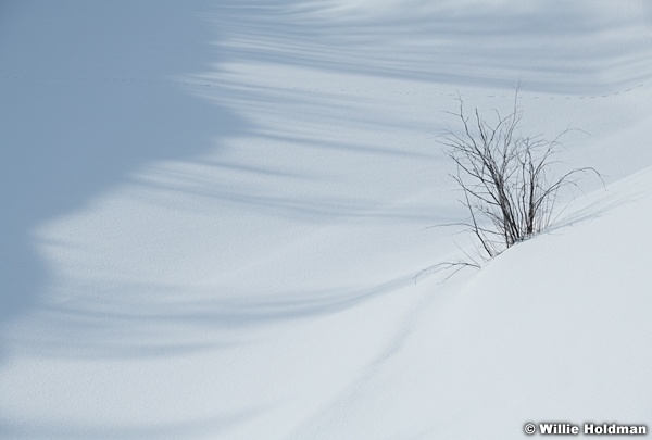 Clean Snow Bush 030618 4596