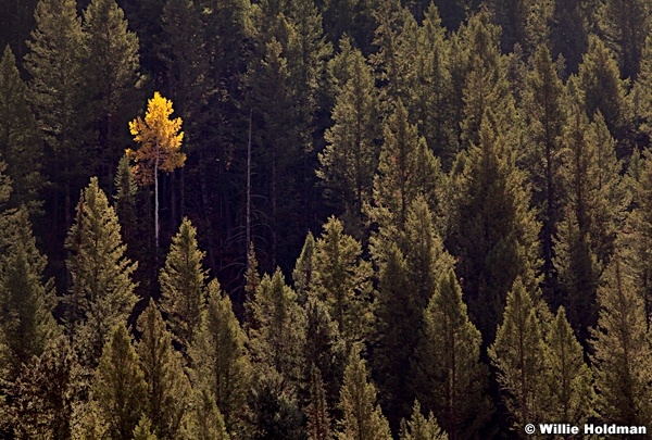 Lone Aspen Forest 100812 2 2
