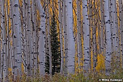 Lone Pine Amongst Aspens 092721 4623