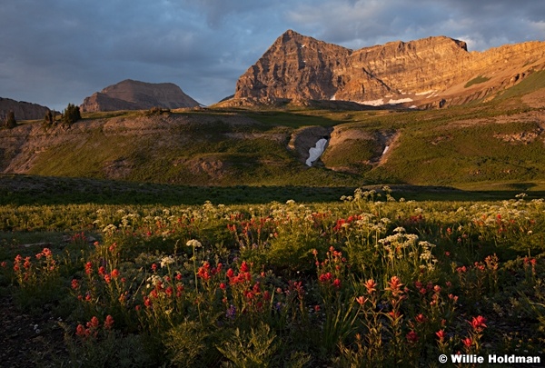 Timpanogos Wildflowers 070913 4176