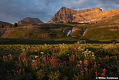 Timpanogos Wildflowers 070913 4176