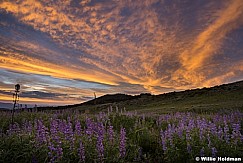 Lupine Sunset 072017 3770 3