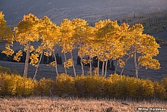 Golden Aspens 100819 6666 3