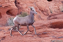 Big Horn Sheep 011313 0242