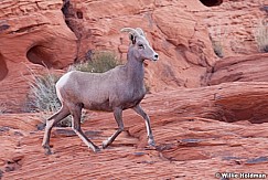 Big Horn Sheep 011313 0242