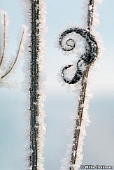 Frostdetail121508 10114