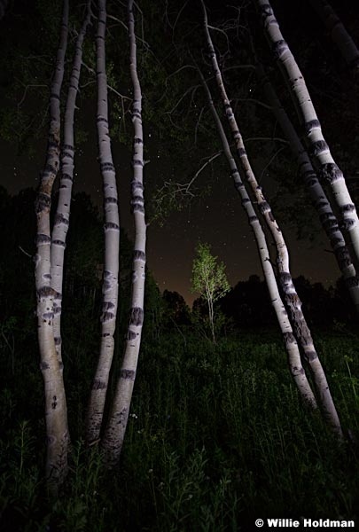 Night Aspen Stars 070111 35