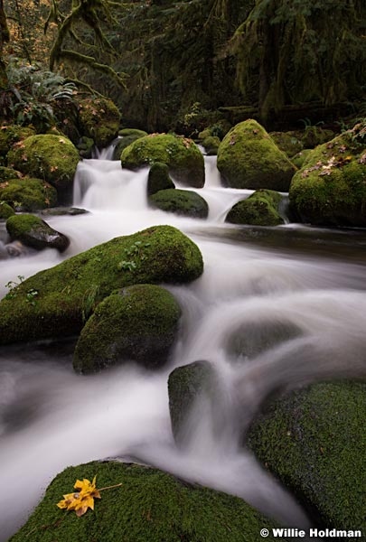 Moss Laden Creek 110514 7059 2