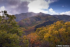 Scrub Oak Millpeak 100313 7482