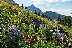 Alpine Wildflowers Timpanogos 072724 0478